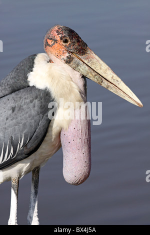 Kopf, Schnabel, Kehle Sac Marabou Storch Leptoptilos Crumeniferus am See Awassa, Äthiopien Stockfoto