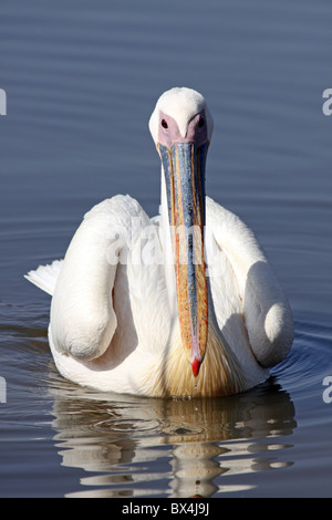Großer weißer Pelikan Pelecanus Onocrotalus schweben in Richtung Kamera am Lake Awasa Äthiopien Stockfoto
