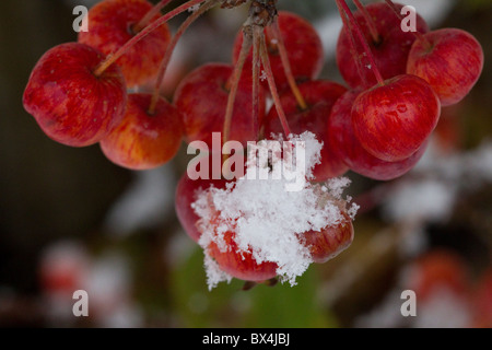 Holzäpfel und Schnee Stockfoto