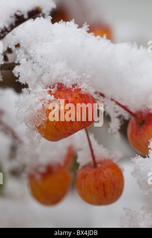 Holzäpfel verkrustet mit Schnee Stockfoto