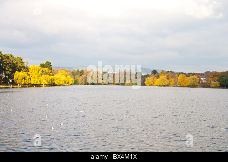 Roath Park-See im Herbst von der Promenade entfernt. Stockfoto