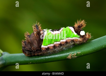 Sattel hinten Raupe "Acharia SP" aus Costa Rica. Stockfoto