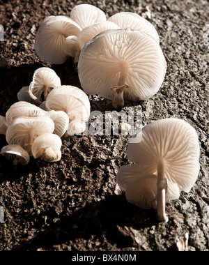 Porzellan-Pilz an einem Baumstamm tot Buche Stockfoto