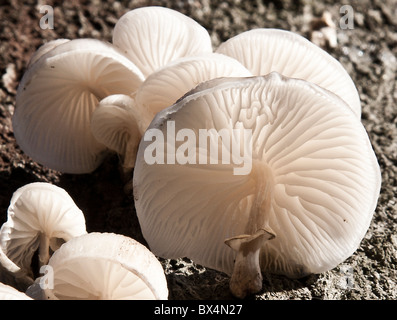 Porzellan-Pilz an einem Baumstamm tot Buche Stockfoto