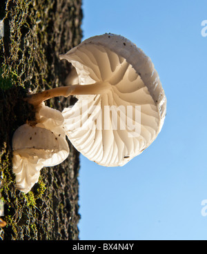 Porzellan-Pilz an einem Baumstamm tot Buche Stockfoto