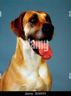 Deutsche Dogge Stockfoto