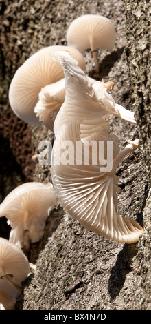 Porzellan-Pilz an einem Baumstamm tot Buche Stockfoto