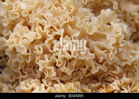 Nahaufnahme von Blumenkohl Pilz (Sparassis Crispa) Stockfoto