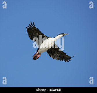 [Antarktis Shag] [Phalacrocorax Bransfieldensis] auf der Flucht vor blauem Himmel mit ausgestreckten Flügeln Stockfoto