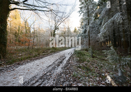 Winter-Szenen in Somerset, England, UK. Frostigen Felder und gefrorenen Mischwald mit Schnee bestäubt. Beißend kalten Winter. Stockfoto