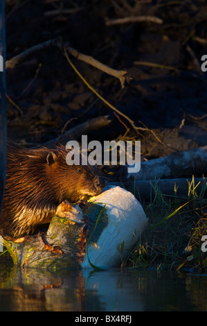 Ein wilder Biber kauen auf einige Rinde von einem Pappelbaum Stockfoto