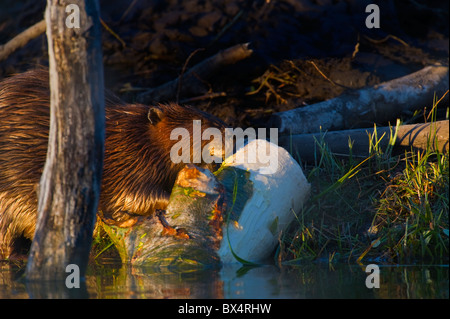 Eine Seitenansicht eines Bibers Kauen der Rinde aus einem Espenbaum hautnah Stockfoto