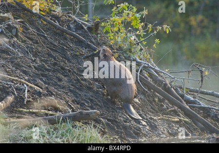 Ein Biber Pflege eine Last von Schlamm und Stöcke Stockfoto