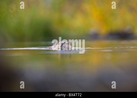 Ein wilder Biber schwimmen nach vorne durch die bunten Herbst Reflexionen. Stockfoto