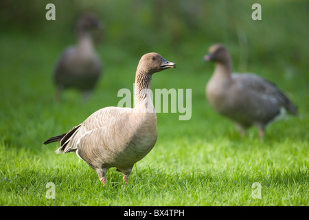 Rosa-Gänse (Anser brachyrhynchus). Auf Gras auf der Weide. Die Überwinterung Norfolk. England. Großbritannien Stockfoto