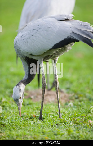 Demoiselle Kran (Anthropoides Virgo). Vier Monate altes Jungtier in unreifen Gefieder. Fütterung. Stockfoto