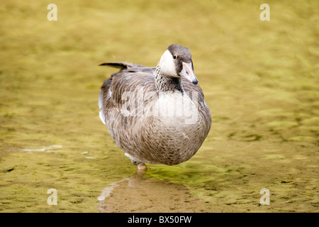 Kanadagans Branta Canadensis X Graugans Gans Anser Anser Hybrid. Ergebnis eine natürliche Paarung in freier Wildbahn. Stockfoto