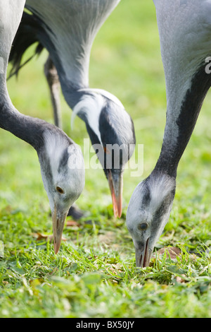 Demoiselle Kran Anthropoides Virgo. Erwachsener, mittlere hinter, mit Geschwister vier Monate alten Jungen links und rechts mit Rechnungen sondieren Stockfoto