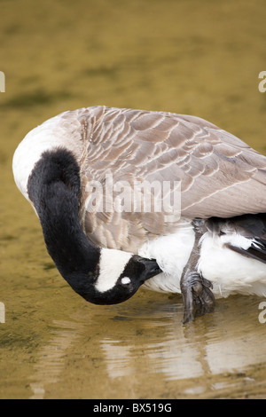 Kanadagans (Branta canadensis). Putzen Underbelly. NB Augenlid geschlossen, Schutz Auge Kugel Oberfläche. Stehen auf einem Bein im flachen Wasser. Stockfoto