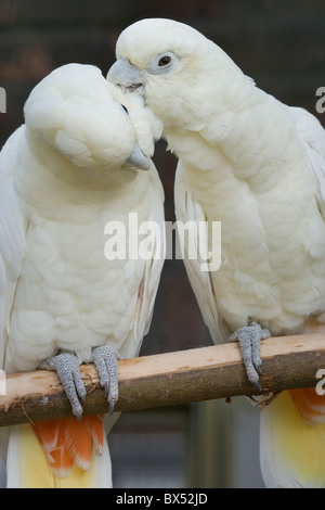 Philippinen oder rot ventilierte Kakadus (Cacatua Haematuropygia). Paar; gegenseitige Gefiederpflege Zementierung paar Bindung. Stockfoto