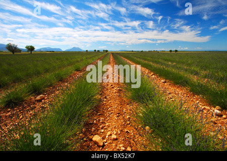 Lavendelfelder auf dem Plateau de Valensole in der Provence-Region von Frankreich, Europa Stockfoto