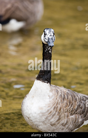 Kanadagans Branta Canadensis. Aberrante weißen Gefieder im Gesicht und am Kopf einer Person. Stockfoto