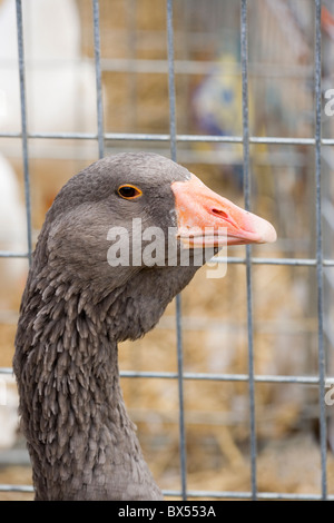 Toulouse Domestc Gans Anser Anser. Markt, Auktion, Suffolk. Porträt. Stockfoto