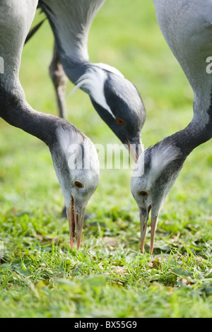 Demoiselle Kran Anthropoides Virgo. Erwachsenen Elternteil hinter mit zwei juvenile 12 Wochen alten Geschwister jung, links und rechts. Fütterung. Stockfoto