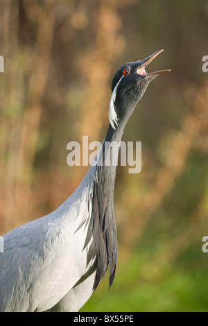 Demoiselle Kran Anthropoides Virgo. Männliche Berufung. Stockfoto