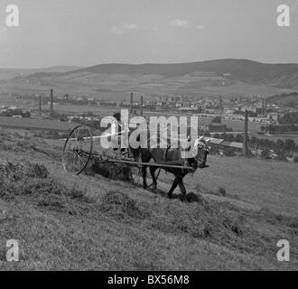 Tschechoslowakei, in der Nähe von Prag, 1946. Pferd gezogene Maschine dreht trocknenden Heu. Stockfoto