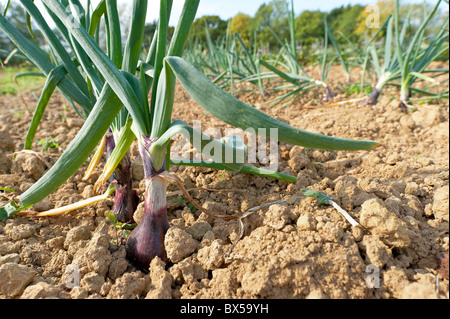 Zwiebeln - Allium Spp Ernte bereit für die Ernte und Herbst Ernte in regelmäßigen Reihen Stockfoto