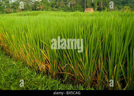 Kurz nach Sonnenaufgang in einer grünen grünen Ubud, Bali Reisfeld. Eine Arbeitnehmer-Hütte ist gebaut, um Schutz vor Sonne und Regen bieten. Stockfoto