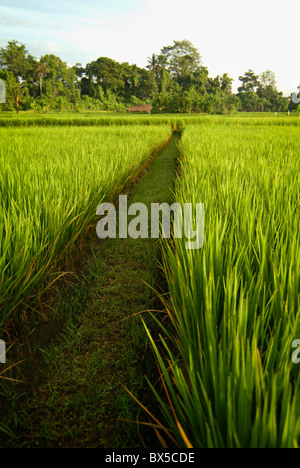 Kurz nach Sonnenaufgang in einer grünen grünen Ubud, Bali Reisfeld. Eine Arbeitnehmer-Hütte ist gebaut, um Schutz vor Sonne und Regen bieten. Stockfoto