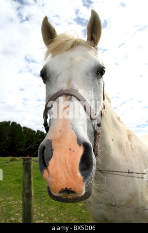 weißes Pferd Porträt im freien Wiese Grasland in Pyrenäen Spanien Stockfoto