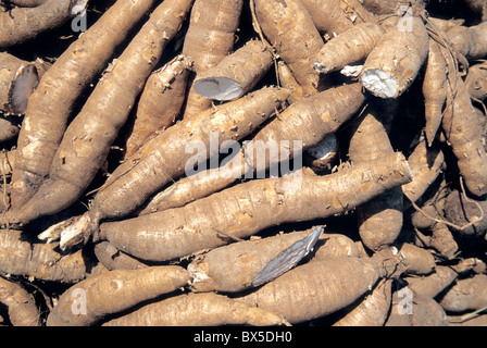 "Cassava" Wurzeln geerntet, Stockfoto