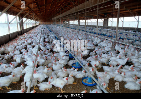 Geflügel Chicken Ranch, „Fritteusen“, umlaufende geschützte Struktur. Stockfoto