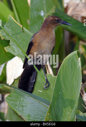 Boot-angebundene Grackle weiblich Stockfoto