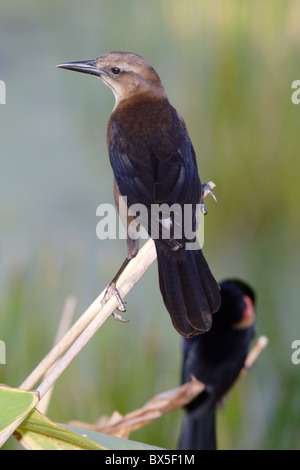 Weibliche Boot-angebundene Grackle Stockfoto