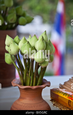 Lotusblumen in einer vase Stockfoto