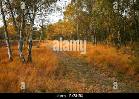 Silber Birken auf Wimbledon Common, Wimbledon, London, UK Stockfoto