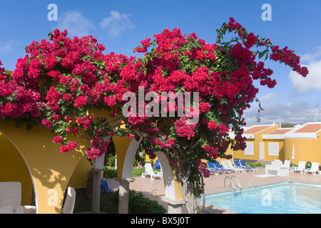 Blühende Bougainvillea auf den Bögen ein Apartment-Komplex auf Gran Canaria. Stockfoto