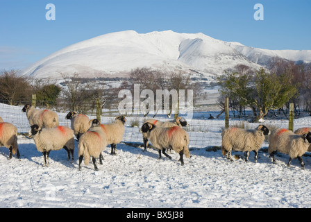 Schafe im Schnee in der Nähe von Blencathra, auch bekannt als Saddleback. Bei Castlerigg, Keswick, Cumbria Stockfoto