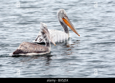 Zwei dalmatinische Pelikane (Pelecanus Crispus) ein in Zucht Gefieder Stockfoto