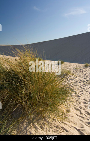 Die Wüste Leba - Polen Stockfoto