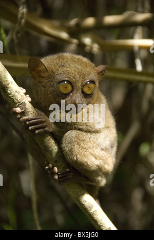 Koboldmaki Fraterculus, die kleinsten lebenden Primaten, 130mm (5 ins) groß, Tarsier Sanctuary, Sikatuna, Bohol, Philippinen Stockfoto