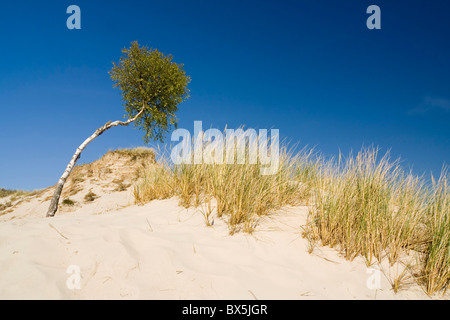 die Wüste Leba - Birke im sand Stockfoto