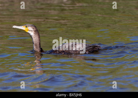 (Groß) Kormoran (Phalacrocorax Carbo) schwimmen Stockfoto