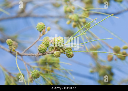 Casuarina Equisetifolia oder die australische Kiefer Stockfoto