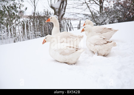 Weiße Hausgänse Embden oder Bremen Gans, im Schnee, Hampshire, England, Vereinigtes Königreich. Stockfoto