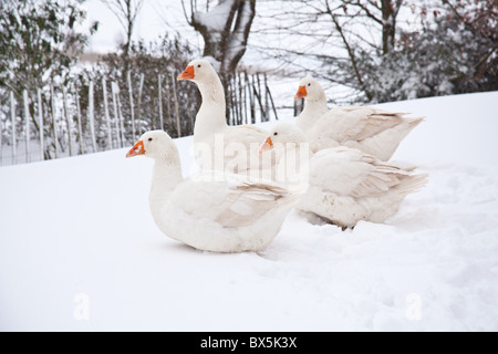 Weiße Hausgänse Embden oder Bremen Gans, im Schnee, Hampshire, England, Vereinigtes Königreich. Stockfoto